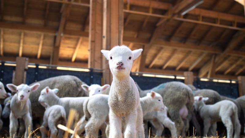 Lamb in foreground and sheep in background inside a barn