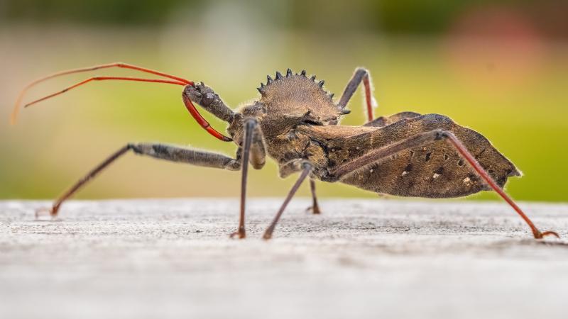A photo of an insect called a Wheel Bug